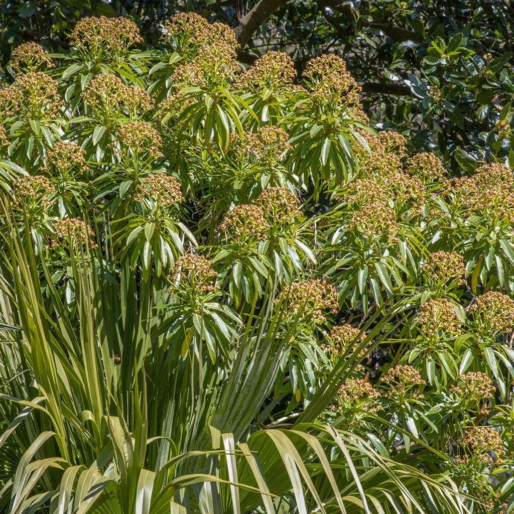 Euphorbia mellifera - Honiggebenden Wolfsmilch