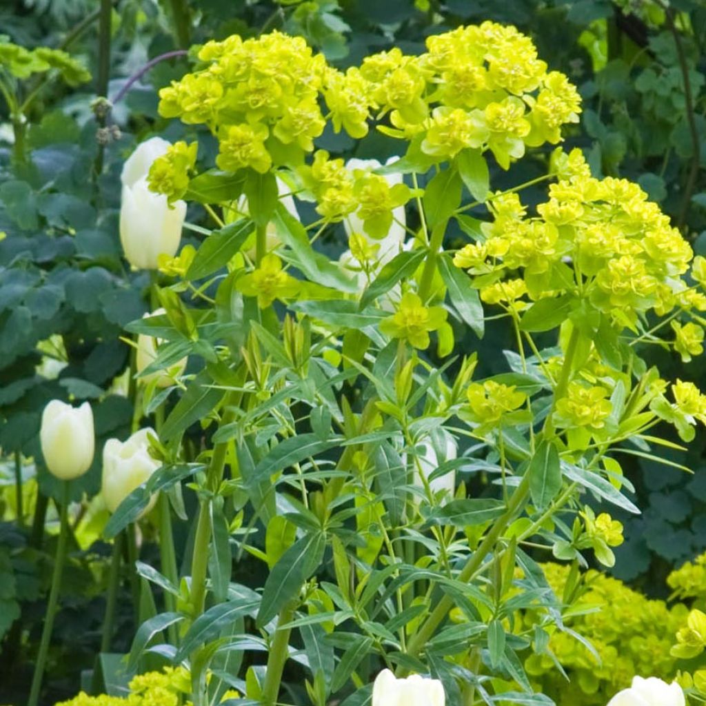 Euphorbe palustris Walenburg's Glory - Euphorbe des marais