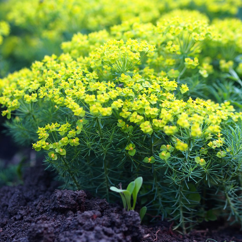 Euphorbia cyparissias Clarice Howard - Zypressen-Wolfsmilch