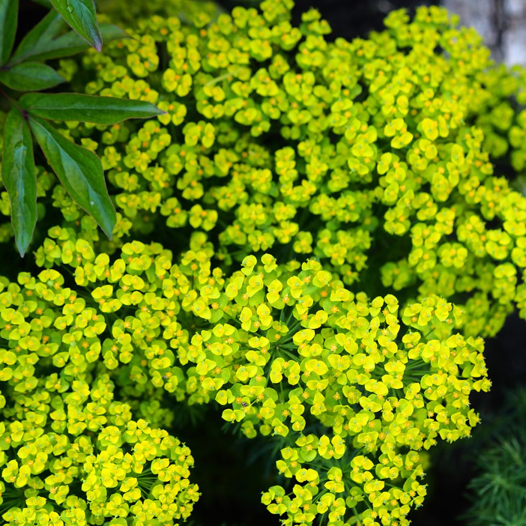 Euphorbia cyparissias Clarice Howard - Zypressen-Wolfsmilch