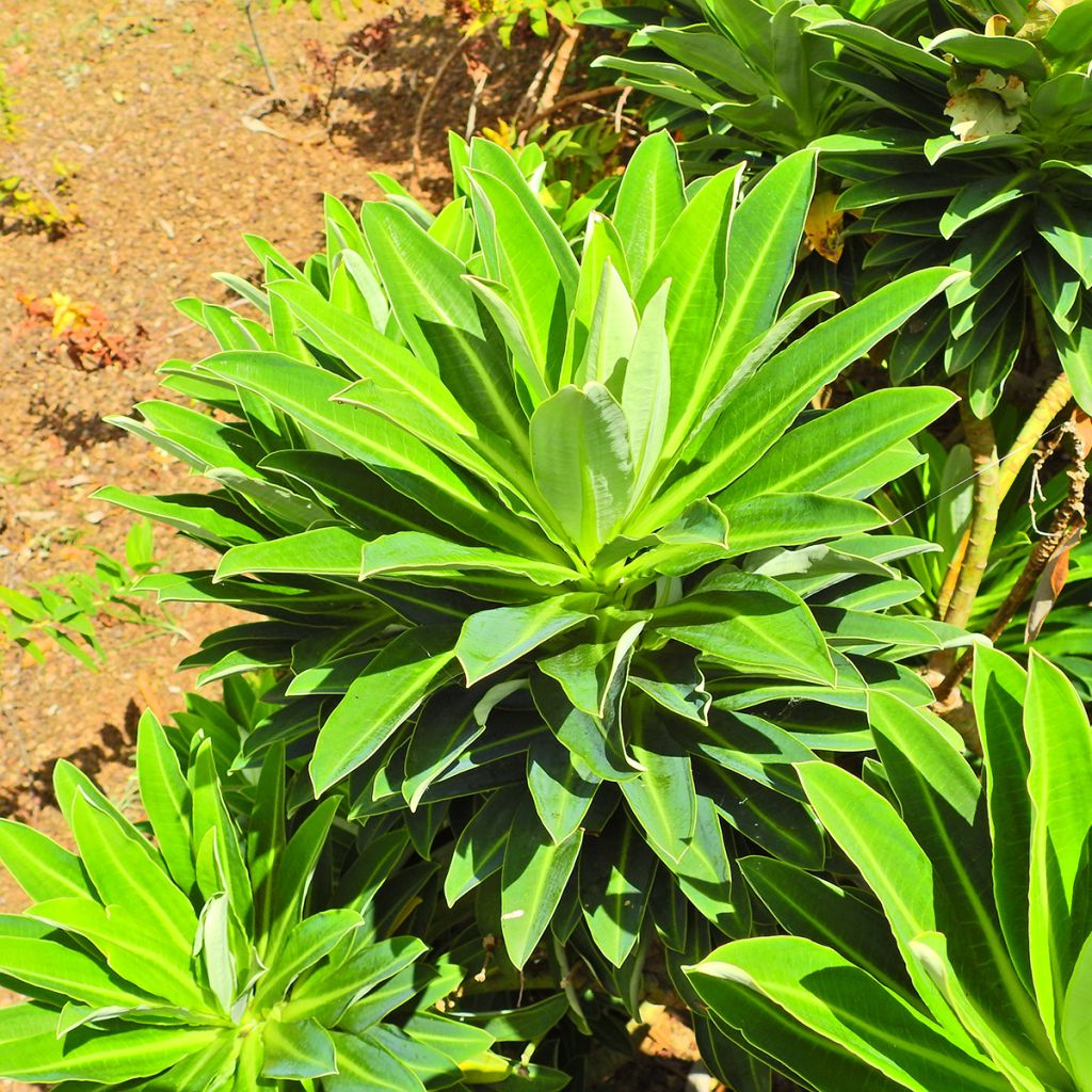 Euphorbia stygiana - Azorische Wolfsmilch