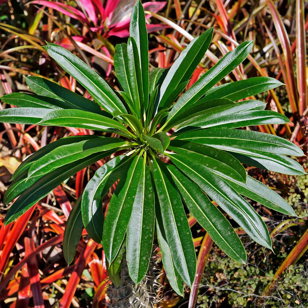 Euphorbia stygiana - Azorische Wolfsmilch