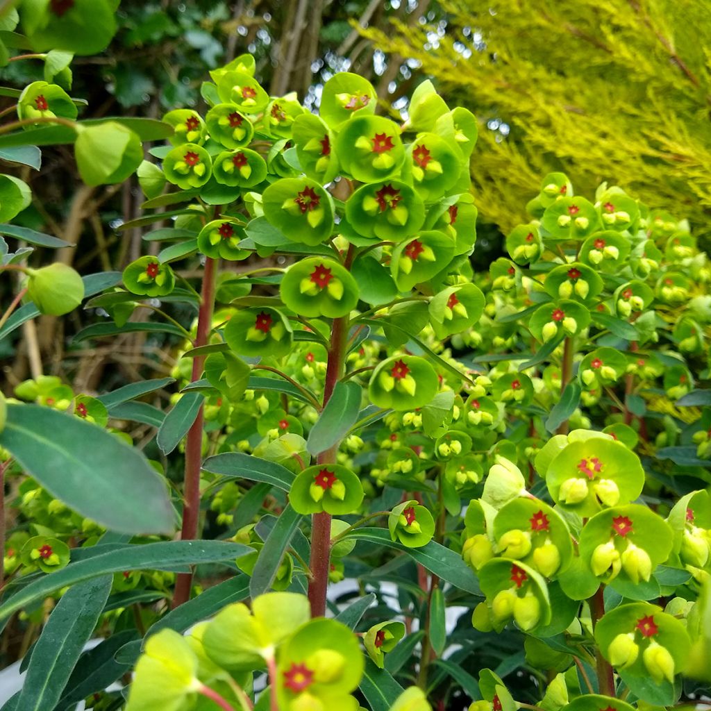 Euphorbia martinii - Busch-Wolfsmilch