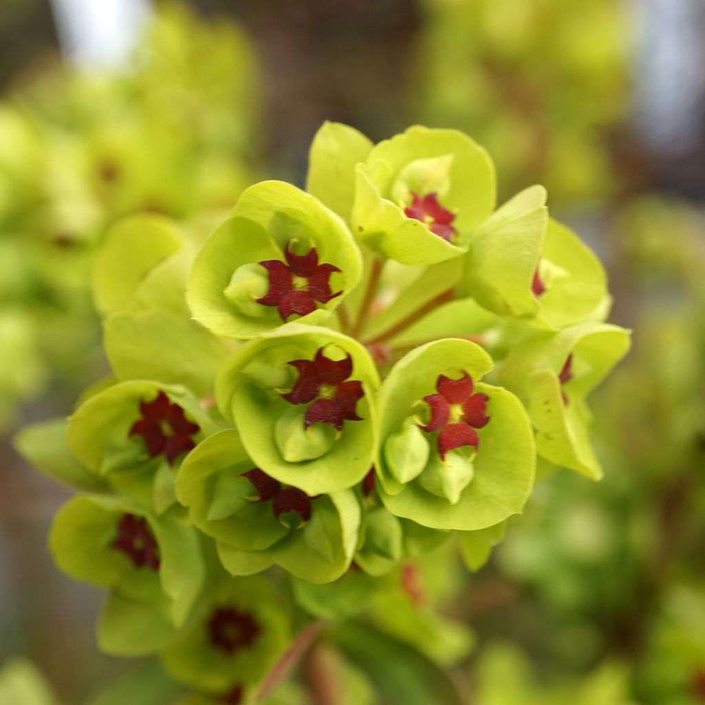 Euphorbia martinii - Busch-Wolfsmilch