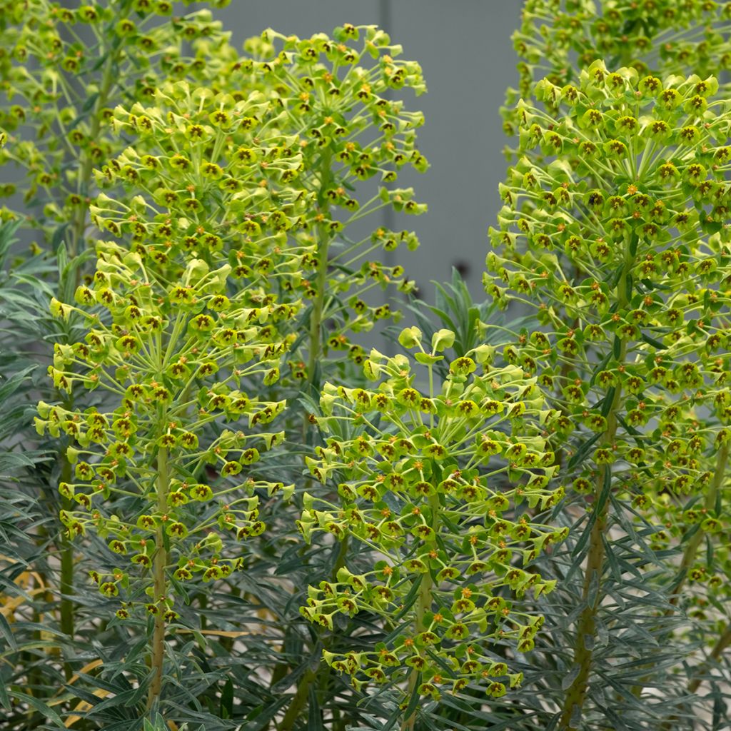 Euphorbia martinii - Busch-Wolfsmilch