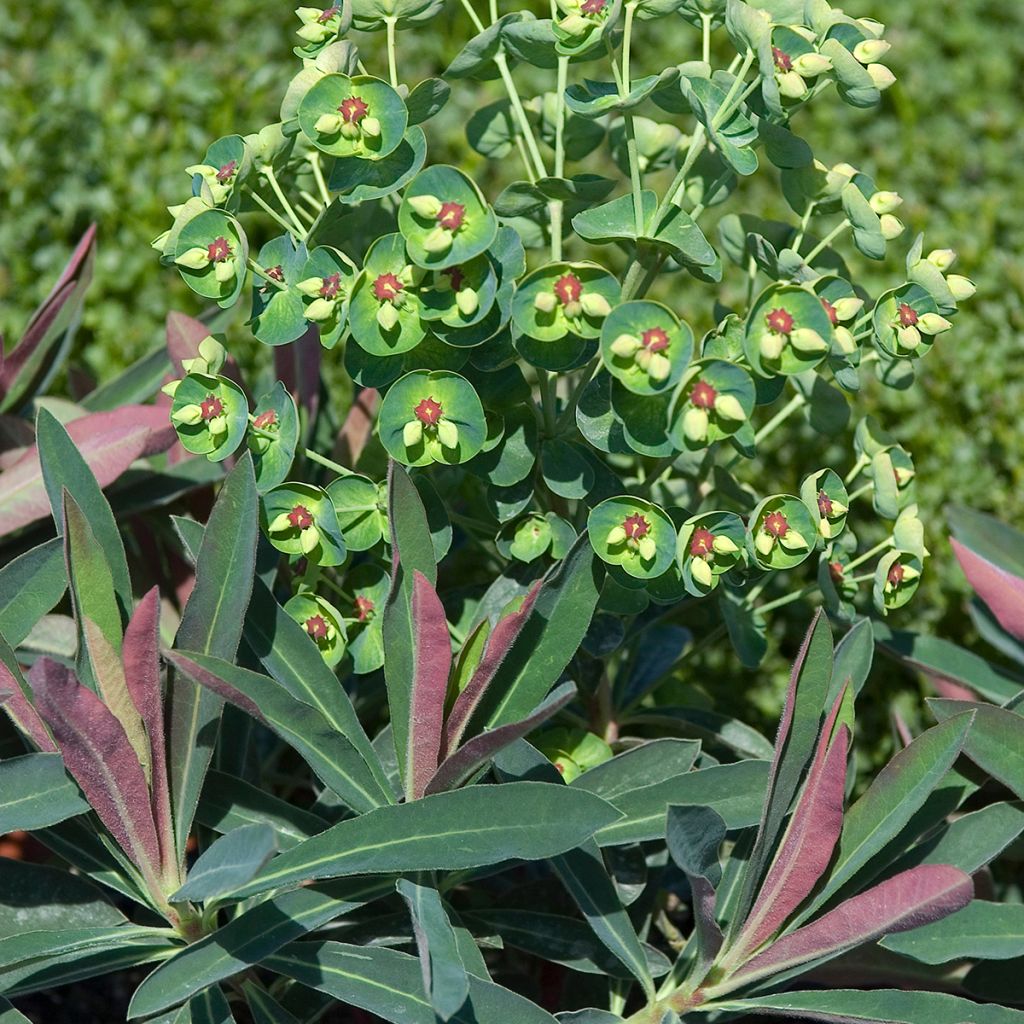 Euphorbia martinii - Busch-Wolfsmilch