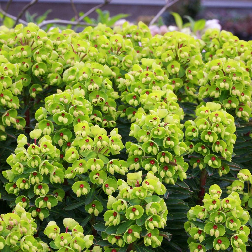 Euphorbia martinii Baby Charm - Busch-Wolfsmilch