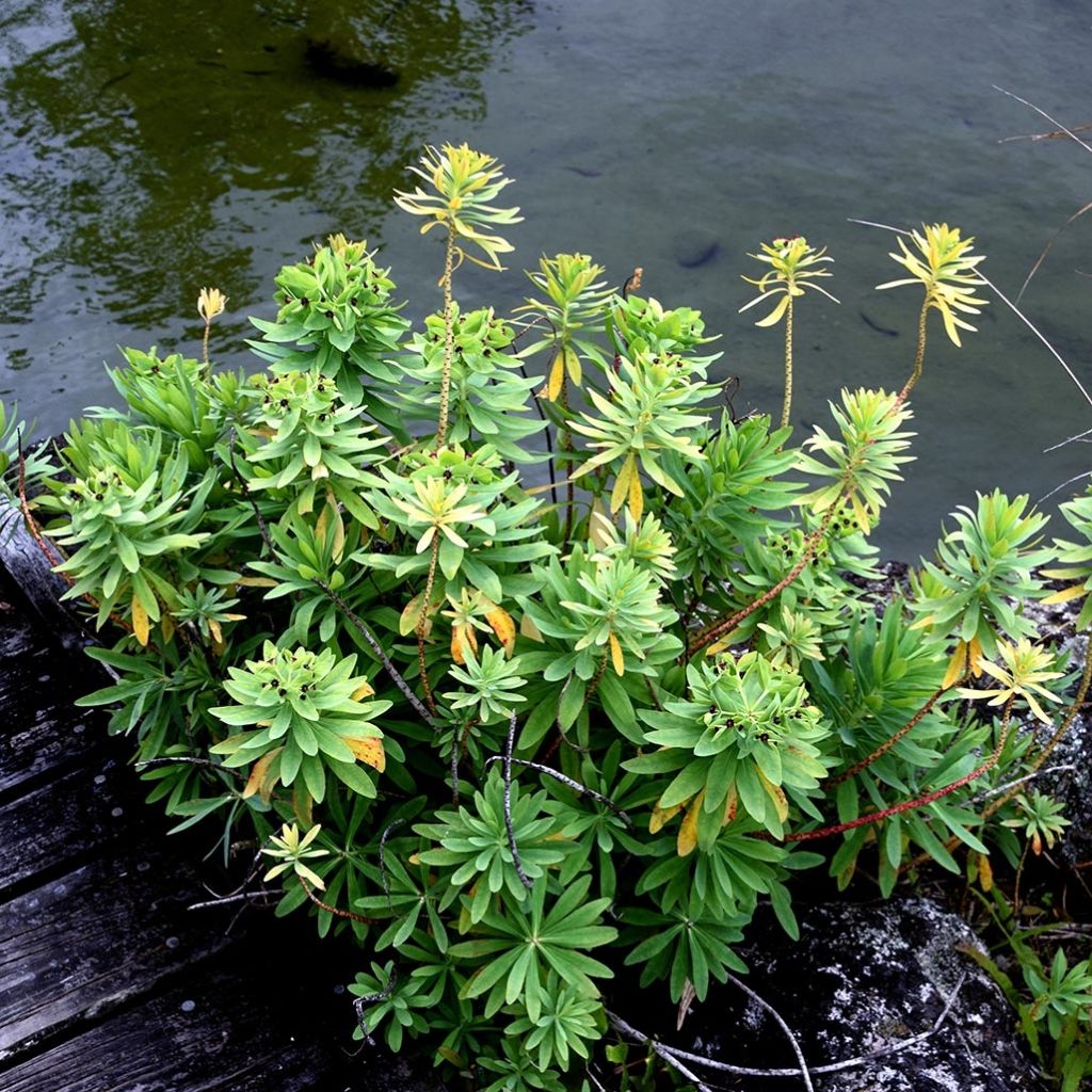 Euphorbia glauca - Wolfsmilch