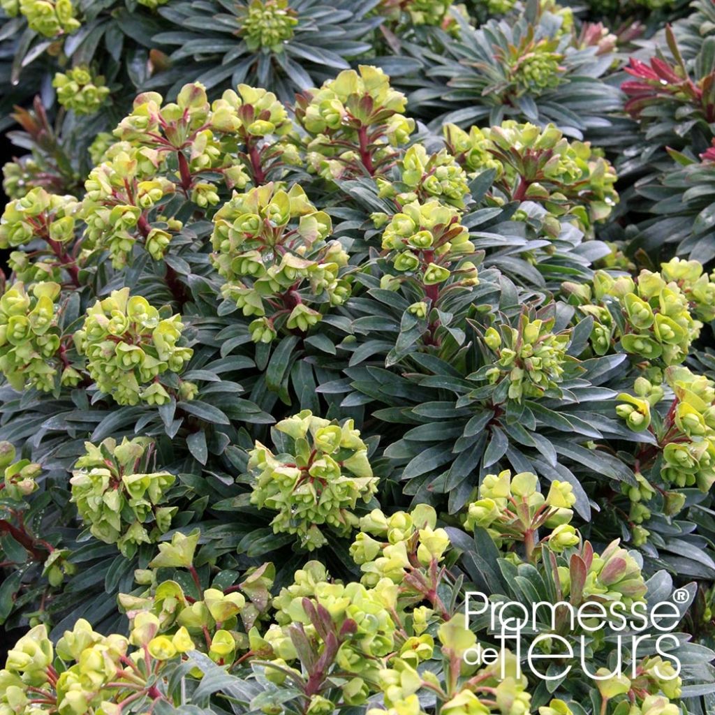 Euphorbia pseudovirgata Redwing - Wolfsmilch