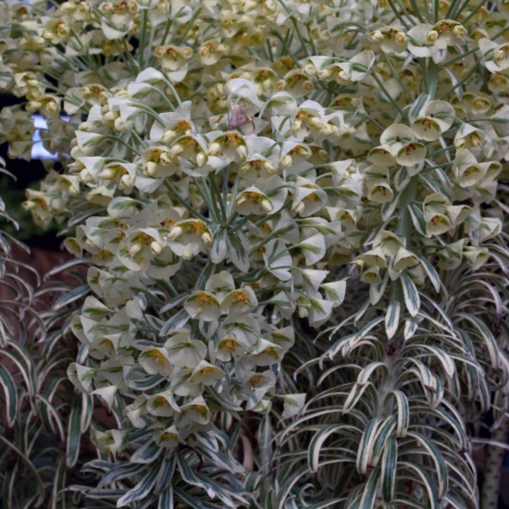 Euphorbia characias Tasmanian tiger - Palisaden-Wolfsmilch