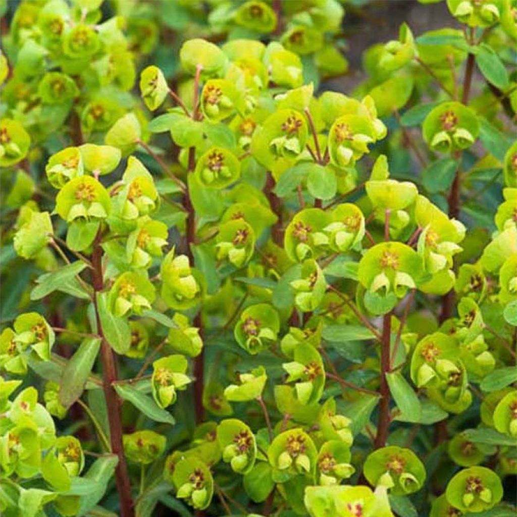 Euphorbia amygdaloides var. robbiae Whistleberry Garnet - Mandelblättrige Wolfsmilch