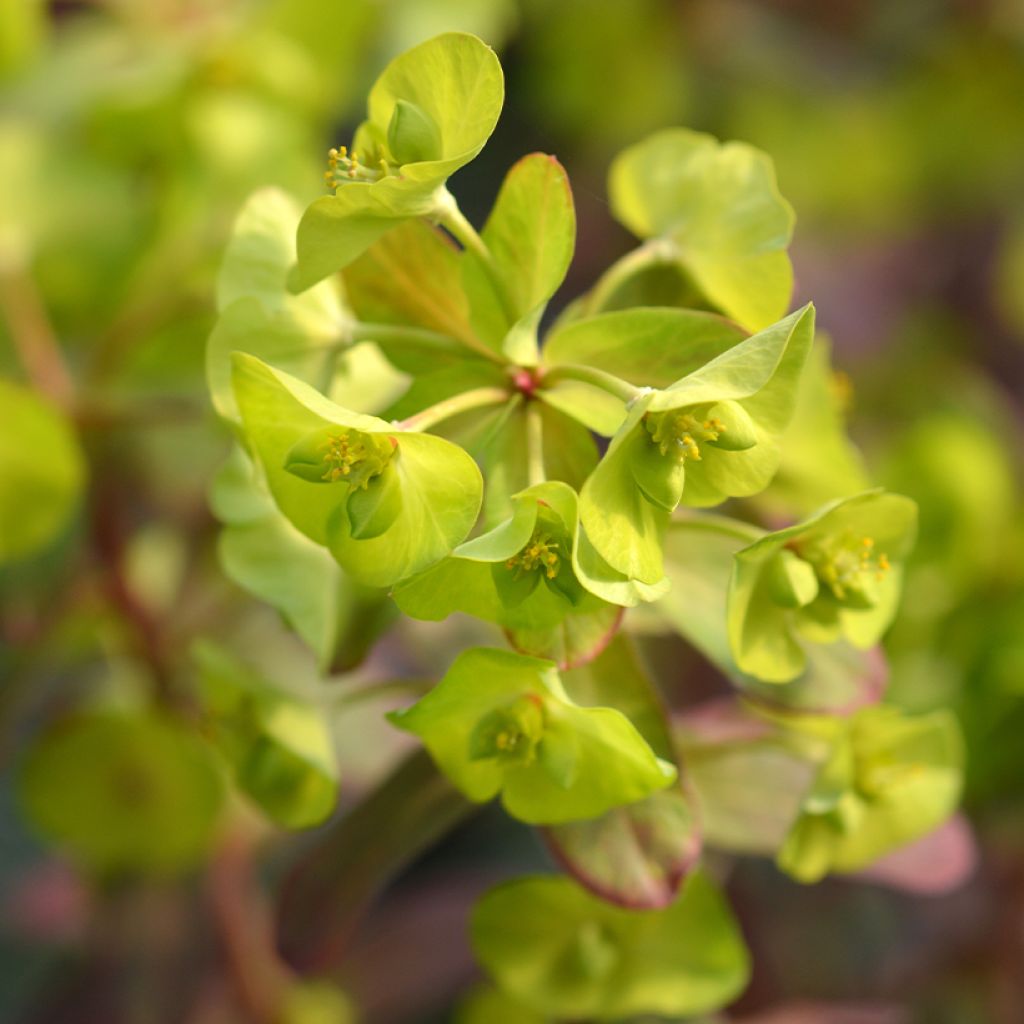 Euphorbia amygdaloïdes var. robbiae Redbud - Mandelblättrige Wolfsmilch