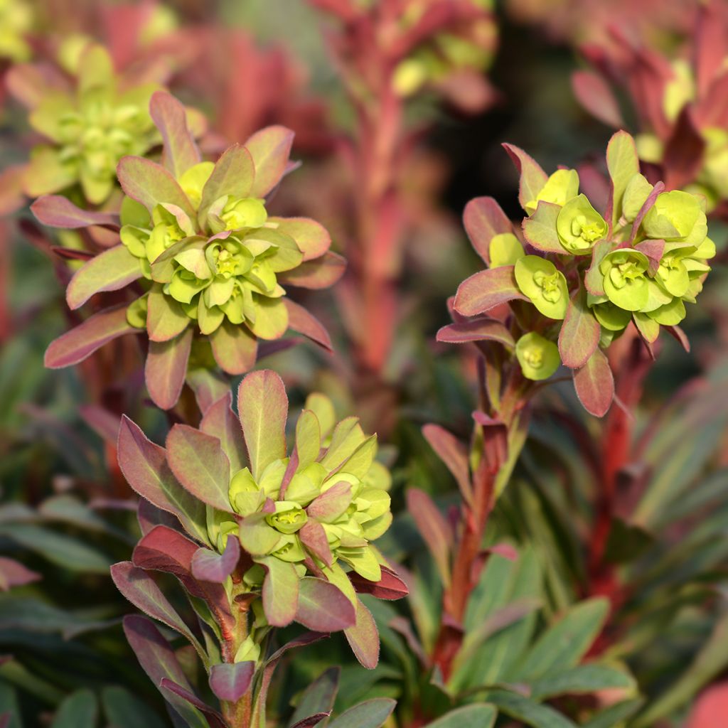 Euphorbia amygdaloides Purpurea - Mandelblättrige Wolfsmilch