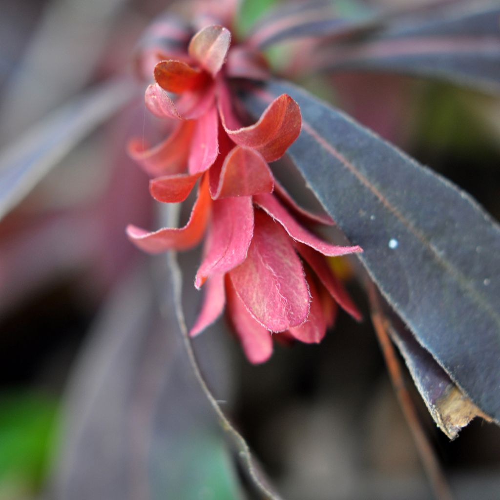 Euphorbia amygdaloides Purpurea - Mandelblättrige Wolfsmilch