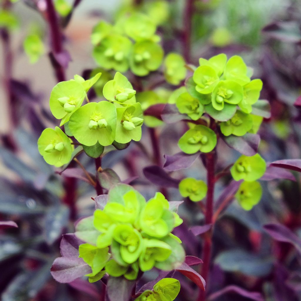 Euphorbia amygdaloides Purpurea - Mandelblättrige Wolfsmilch