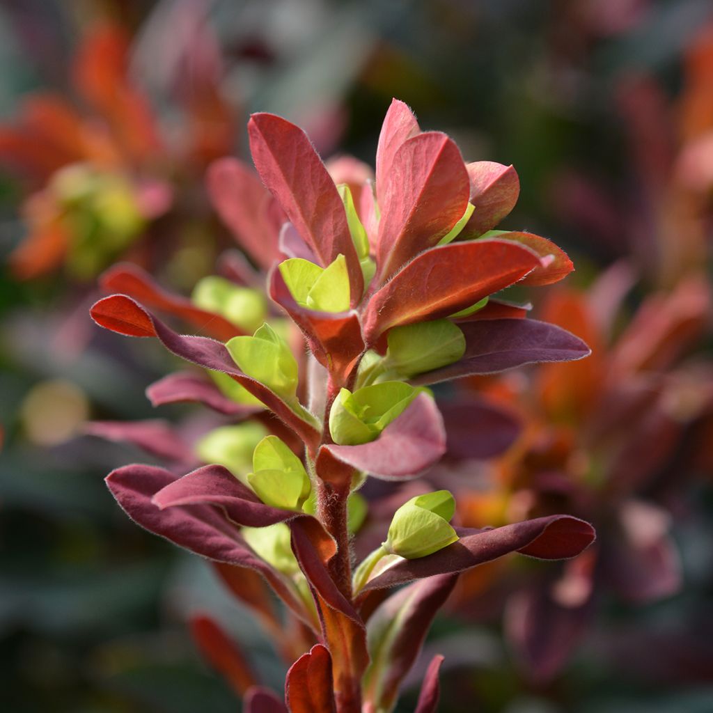 Euphorbia amygdaloides Purpurea - Mandelblättrige Wolfsmilch