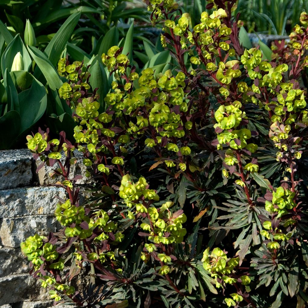 Euphorbia amygdaloides Purpurea - Mandelblättrige Wolfsmilch