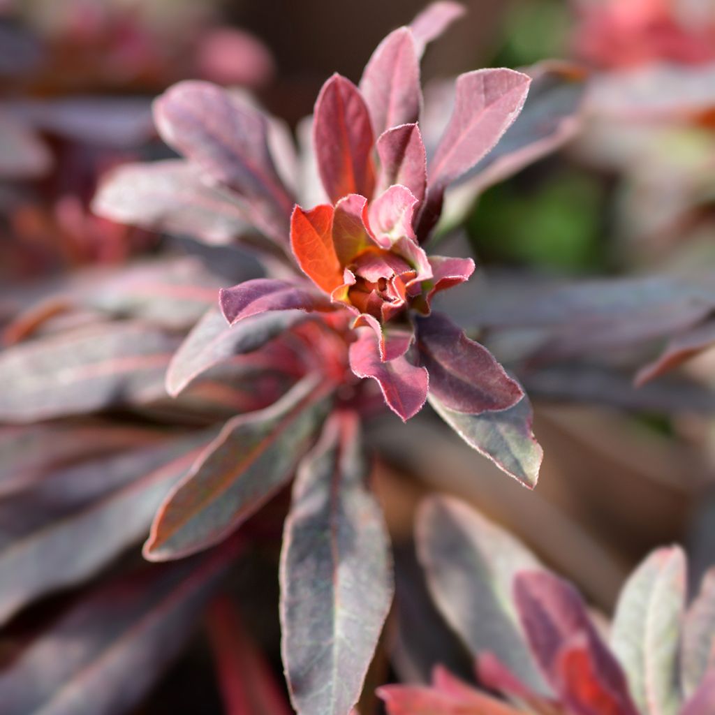 Euphorbia amygdaloides Purpurea - Mandelblättrige Wolfsmilch