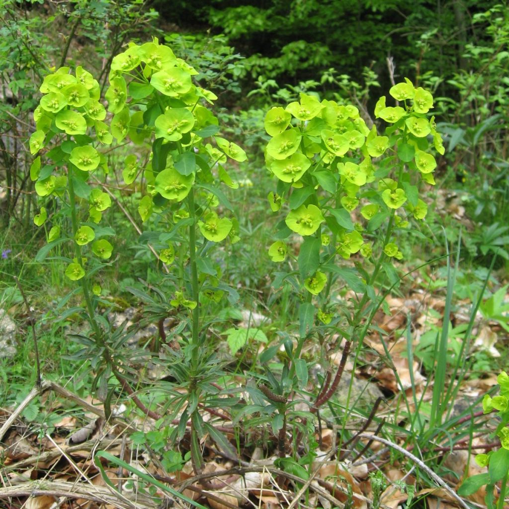 Euphorbia amygdaloïdes var. robbiae - Mandelblättrige Wolfsmilch