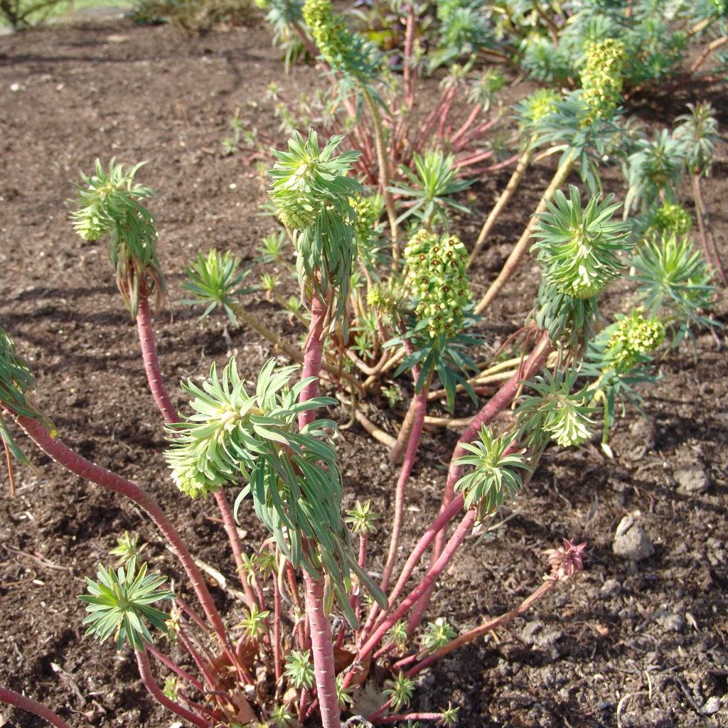 Euphorbe, Euphorbia characias Black Pearl