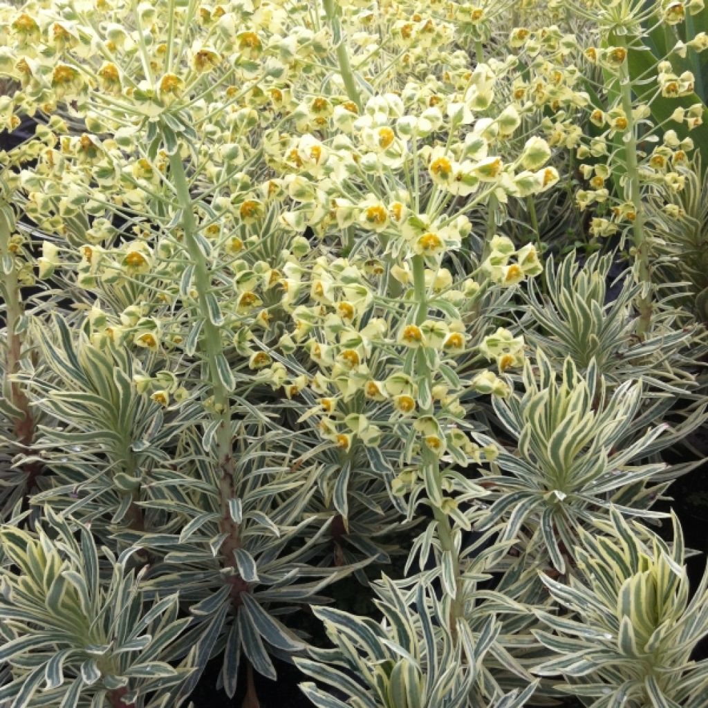 Euphorbia characias Emmer Green - Palisaden-Wolfsmilch