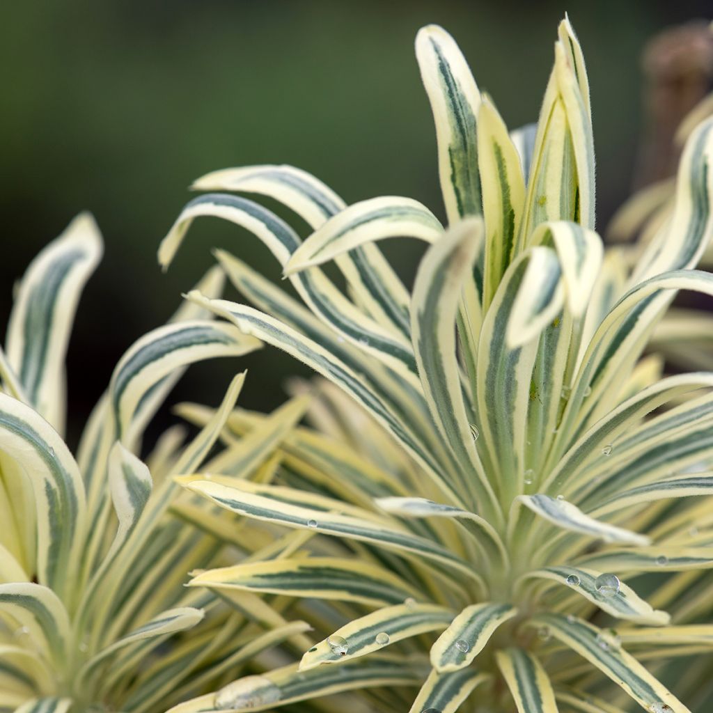 Euphorbia characias Emmer Green - Palisaden-Wolfsmilch