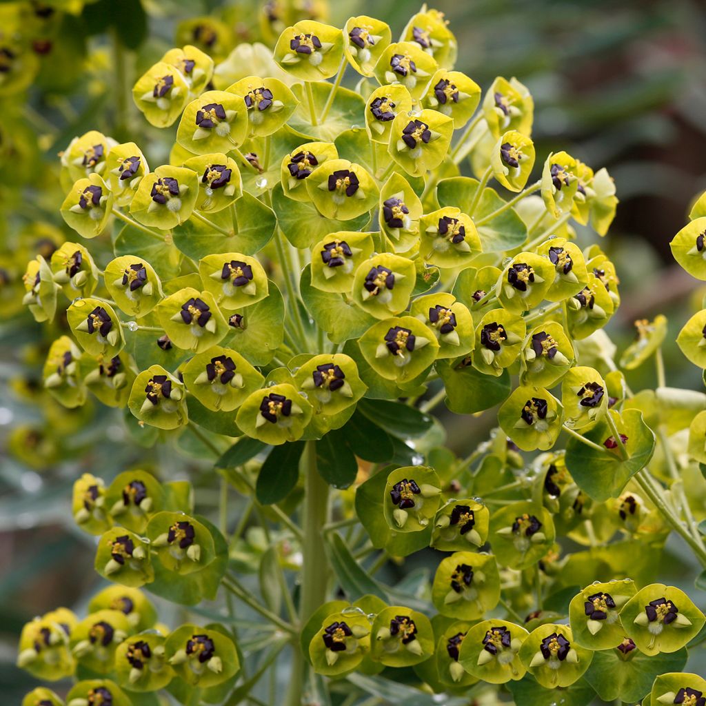 Euphorbia characias - Palisaden-Wolfsmilch