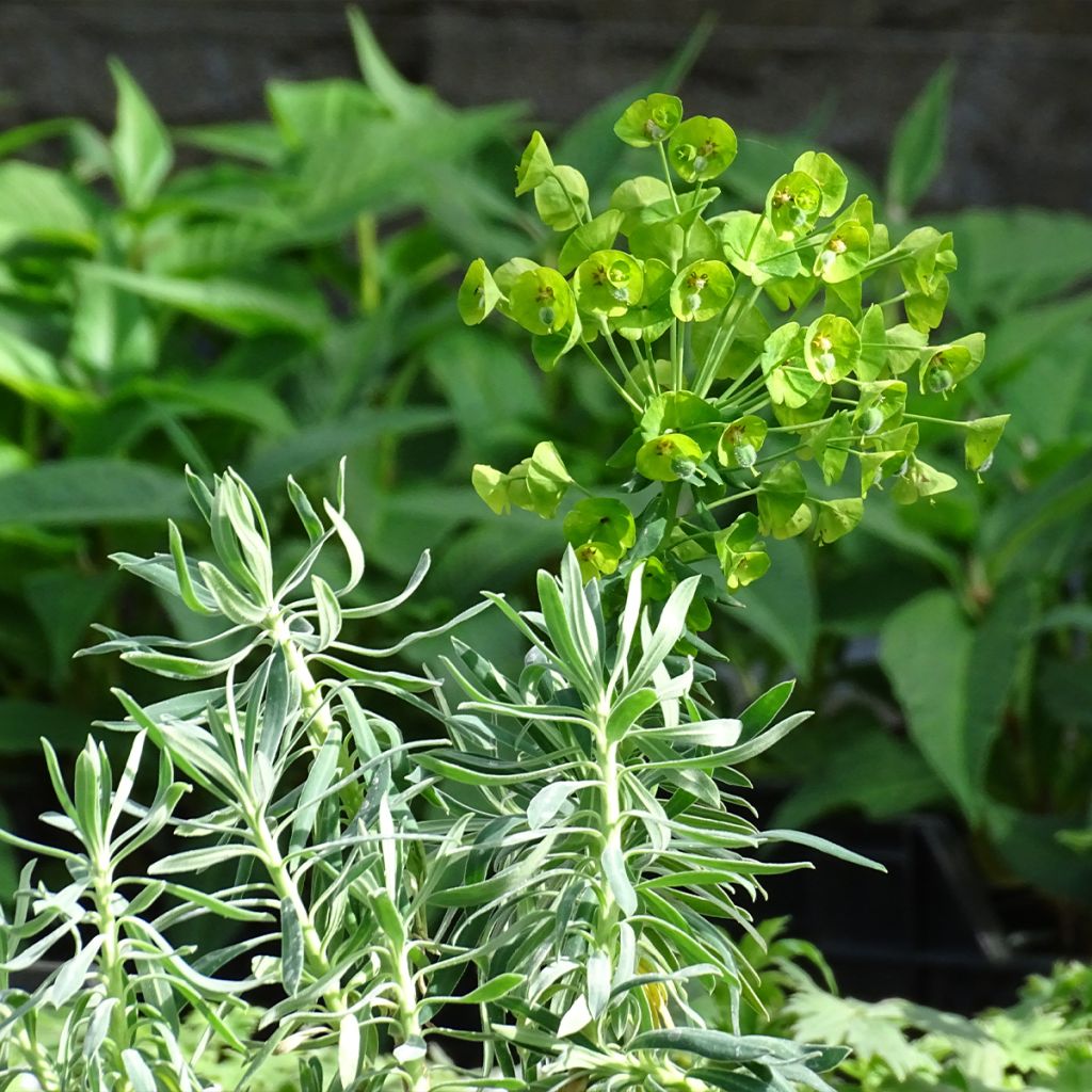 Euphorbia characias - Palisaden-Wolfsmilch