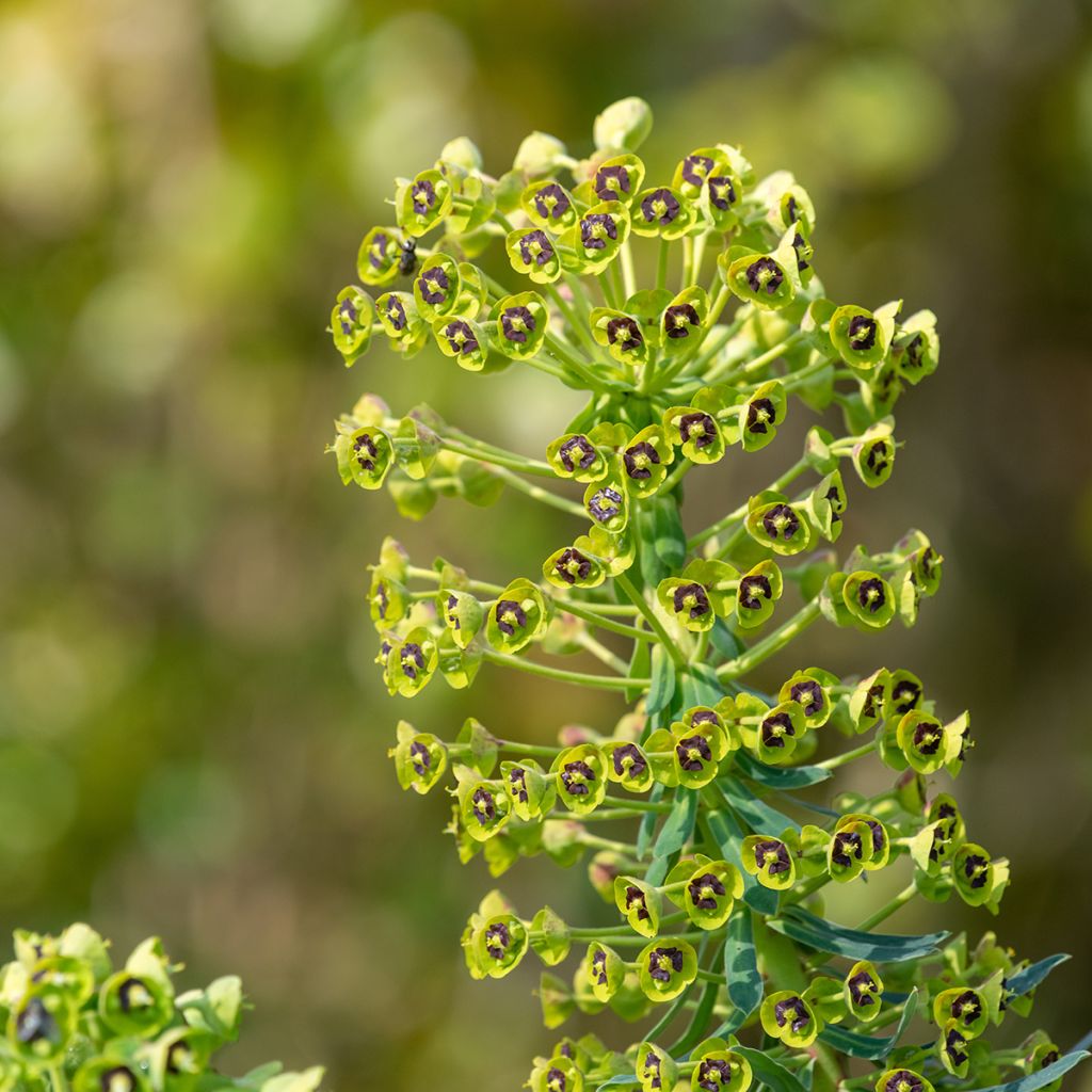 Euphorbia characias - Palisaden-Wolfsmilch