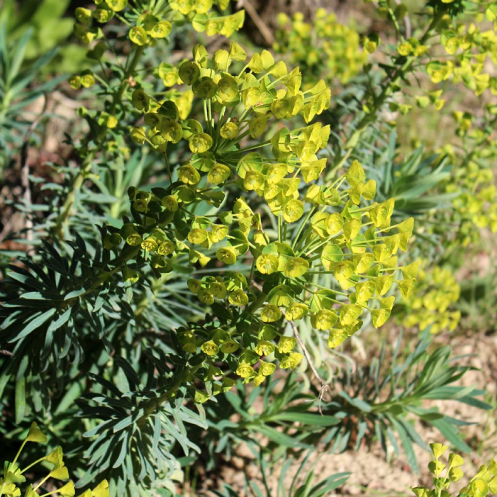 Euphorbia characias - Palisaden-Wolfsmilch