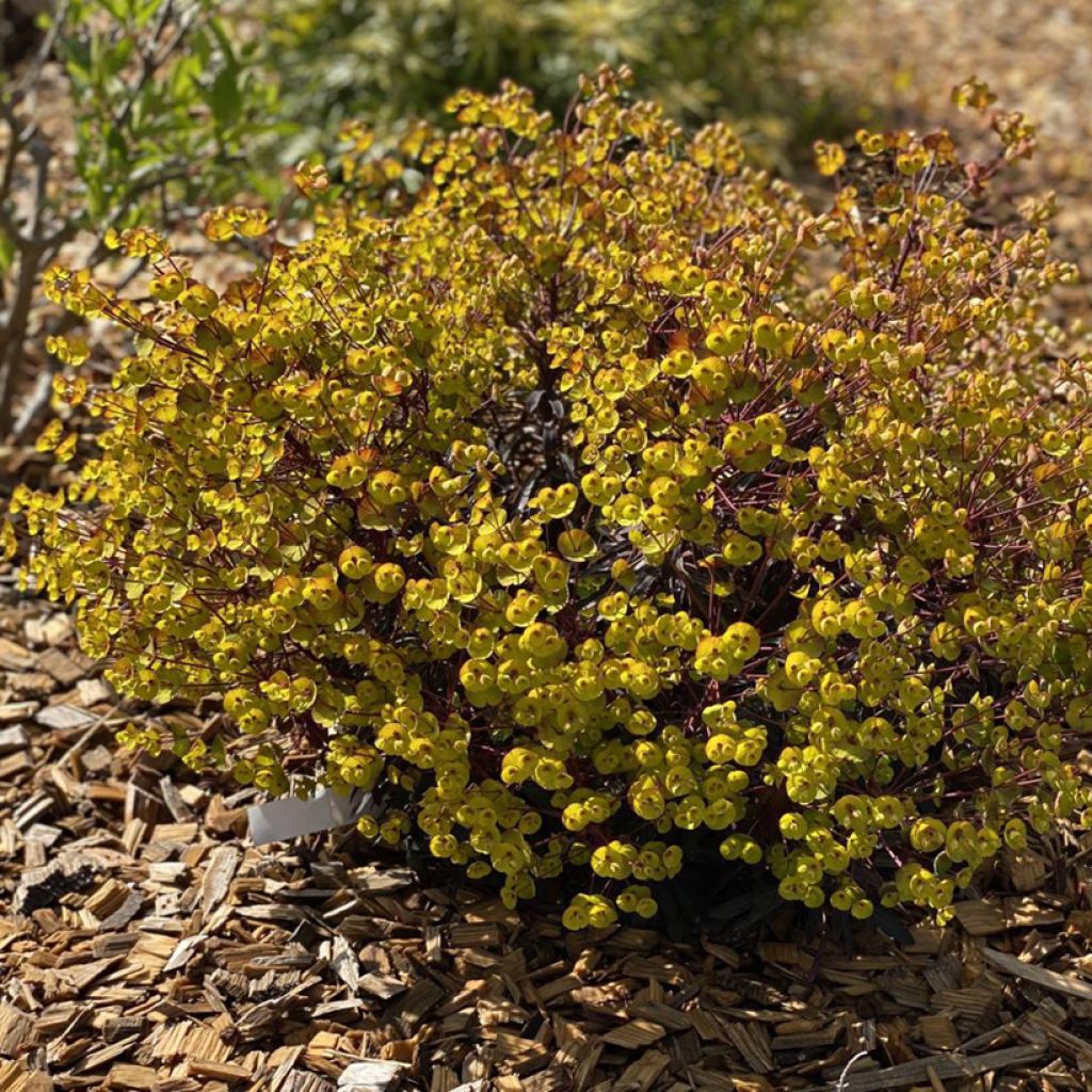 Euphorbia characias Miners Merlot - Palisaden-Wolfsmilch