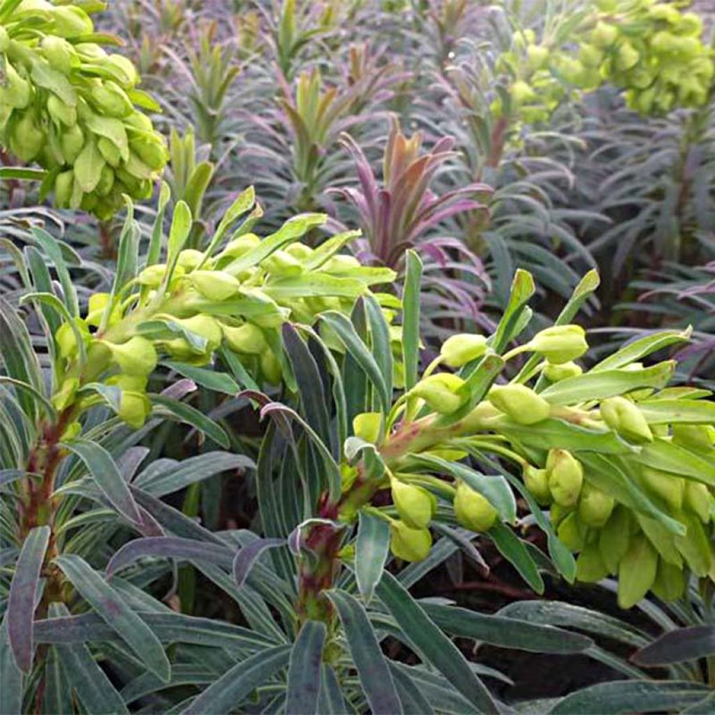 Euphorbia characias Purple and Gold - Palisaden-Wolfsmilch