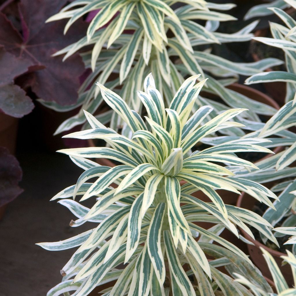 Euphorbia characias Tasmanian tiger - Palisaden-Wolfsmilch