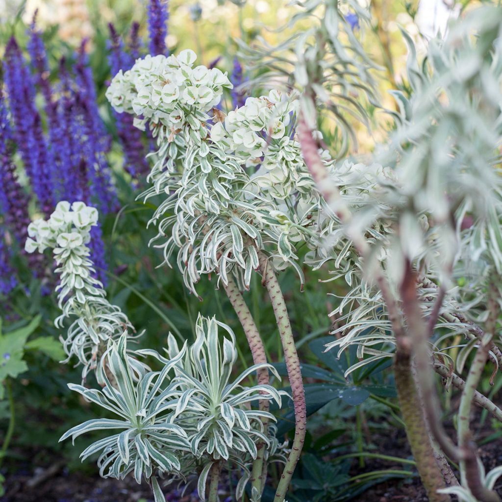 Euphorbia characias Tasmanian tiger - Palisaden-Wolfsmilch