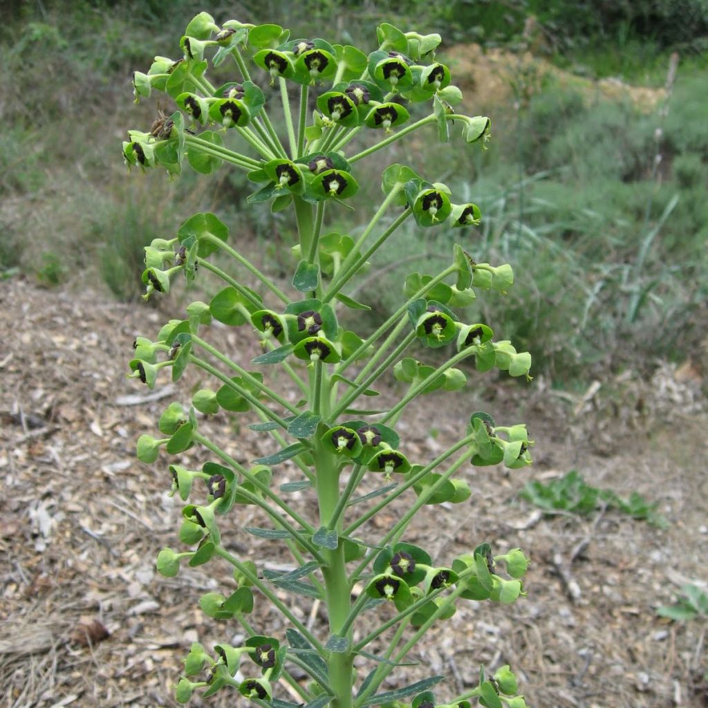 Euphorbia characias subsp. characias ssp. characias - Palisaden-Wolfsmilch