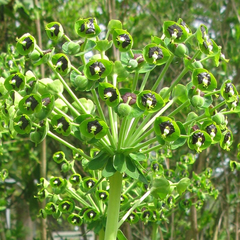 Euphorbe, Euphorbia characias ssp. characias