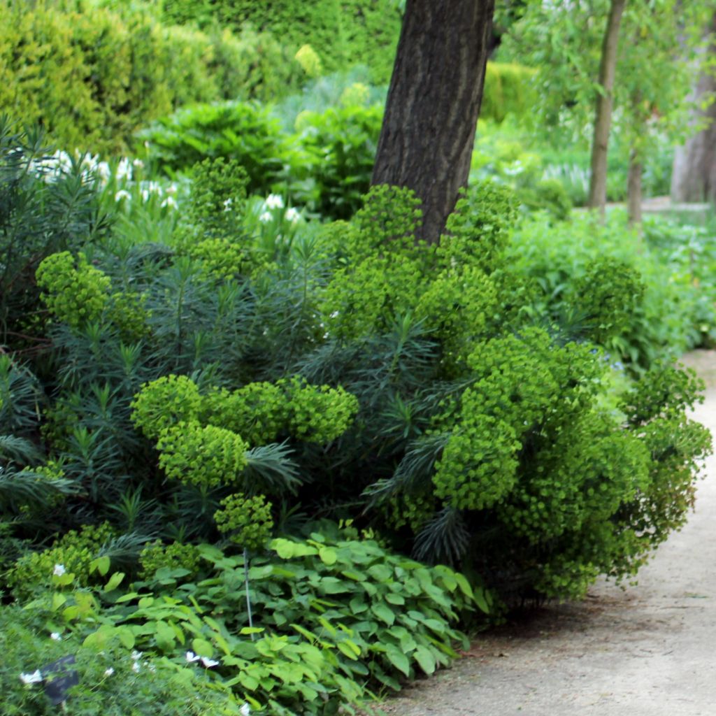 Euphorbe characias ssp. wulfenii