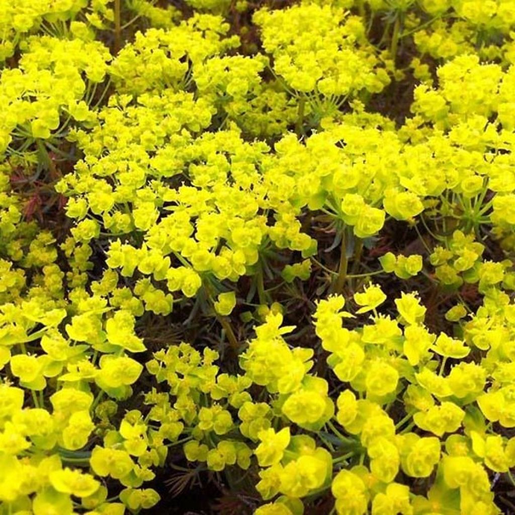 Euphorbe petit-cyprès Clarice Howard - Euphorbia cyparissias