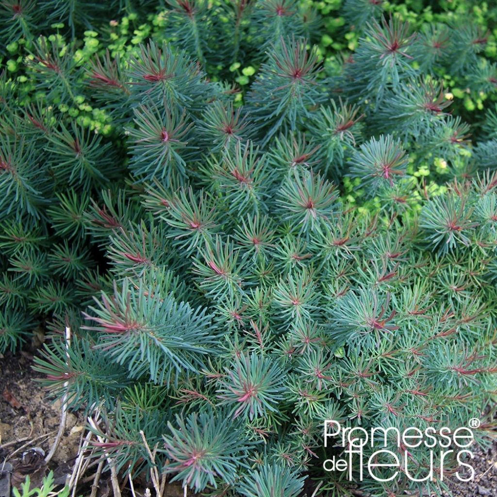 Euphorbe petit-cyprès Clarice Howard - Euphorbia cyparissias