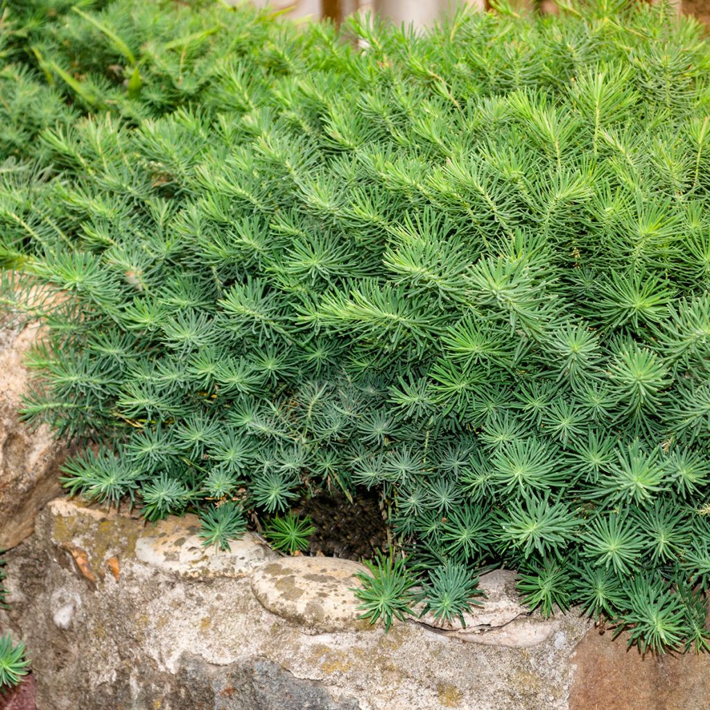 Euphorbia cyparissias Fens Ruby - Zypressen-Wolfsmilch