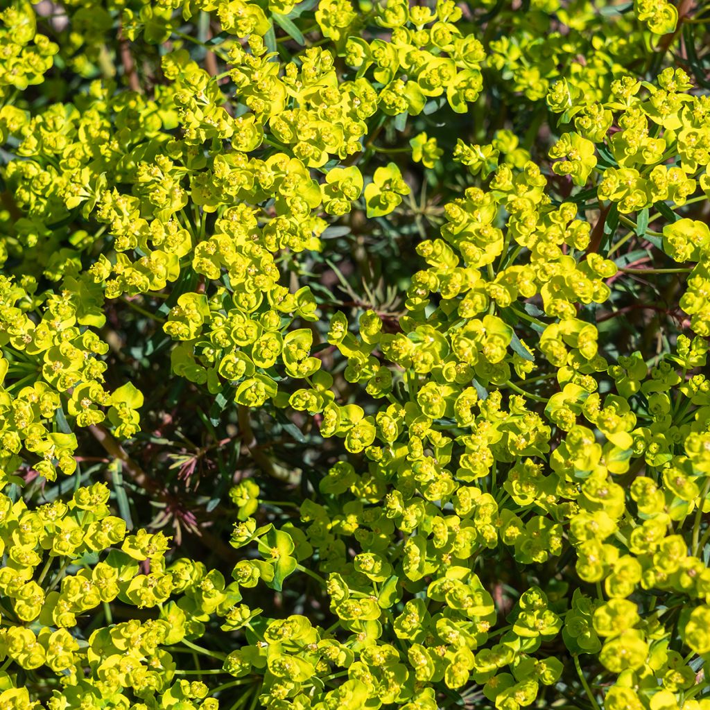 Euphorbia cyparissias Fens Ruby - Zypressen-Wolfsmilch