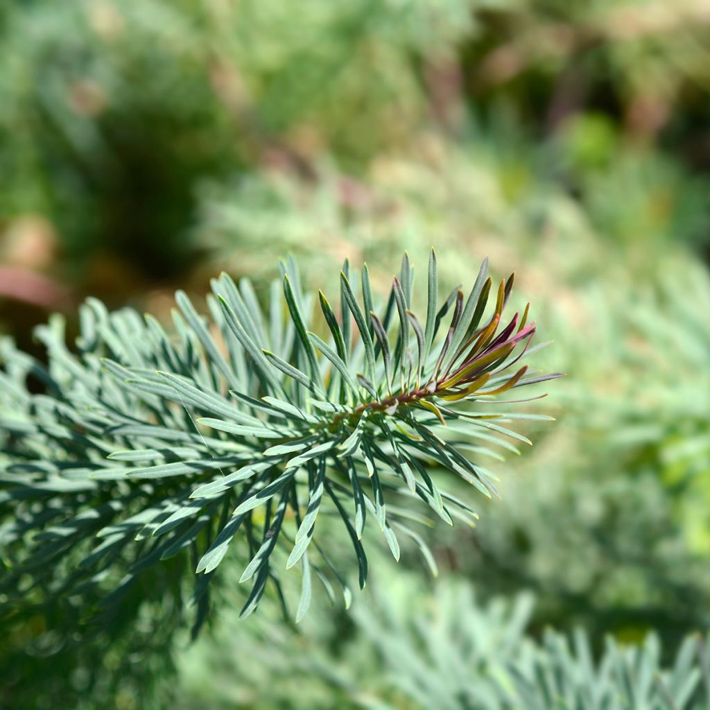 Euphorbia cyparissias Fens Ruby - Zypressen-Wolfsmilch