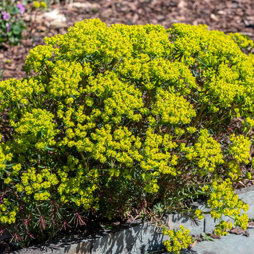 Euphorbia cyparissias Fens Ruby - Zypressen-Wolfsmilch