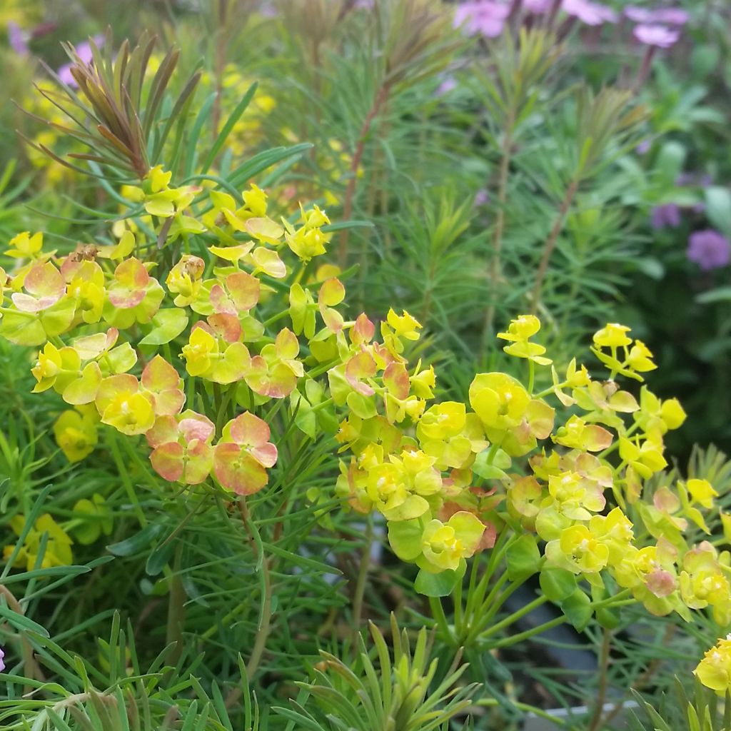 Euphorbia cyparissias Orange Man - Zypressen-Wolfsmilch