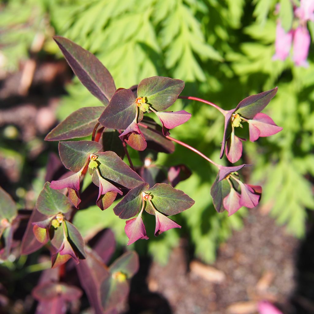 Euphorbia dulcis Chameleon - Süße Wolfsmilch