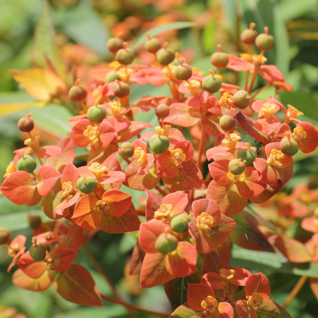 Euphorbia griffithii - Griffiths Wolfsmilch