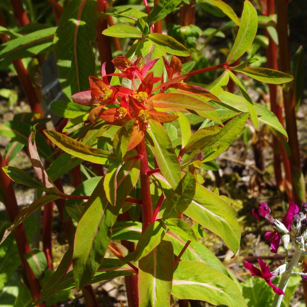 Euphorbe, Euphorbia griffithii