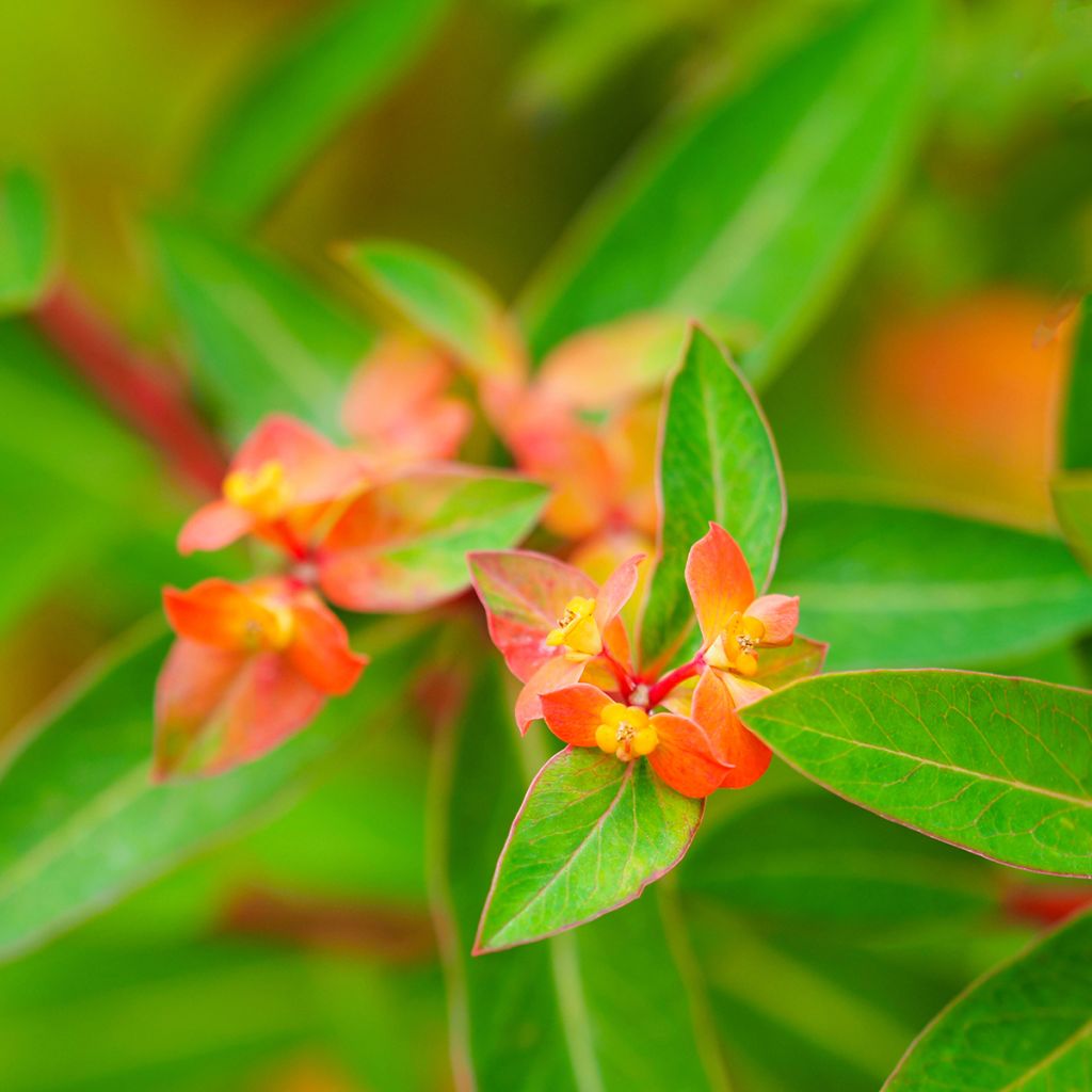 Euphorbia griffithii Dixter - Griffiths Wolfsmilch