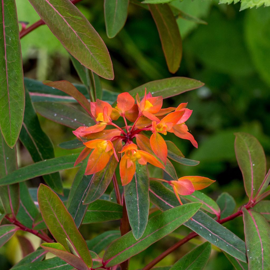 Euphorbia griffithii Dixter - Griffiths Wolfsmilch