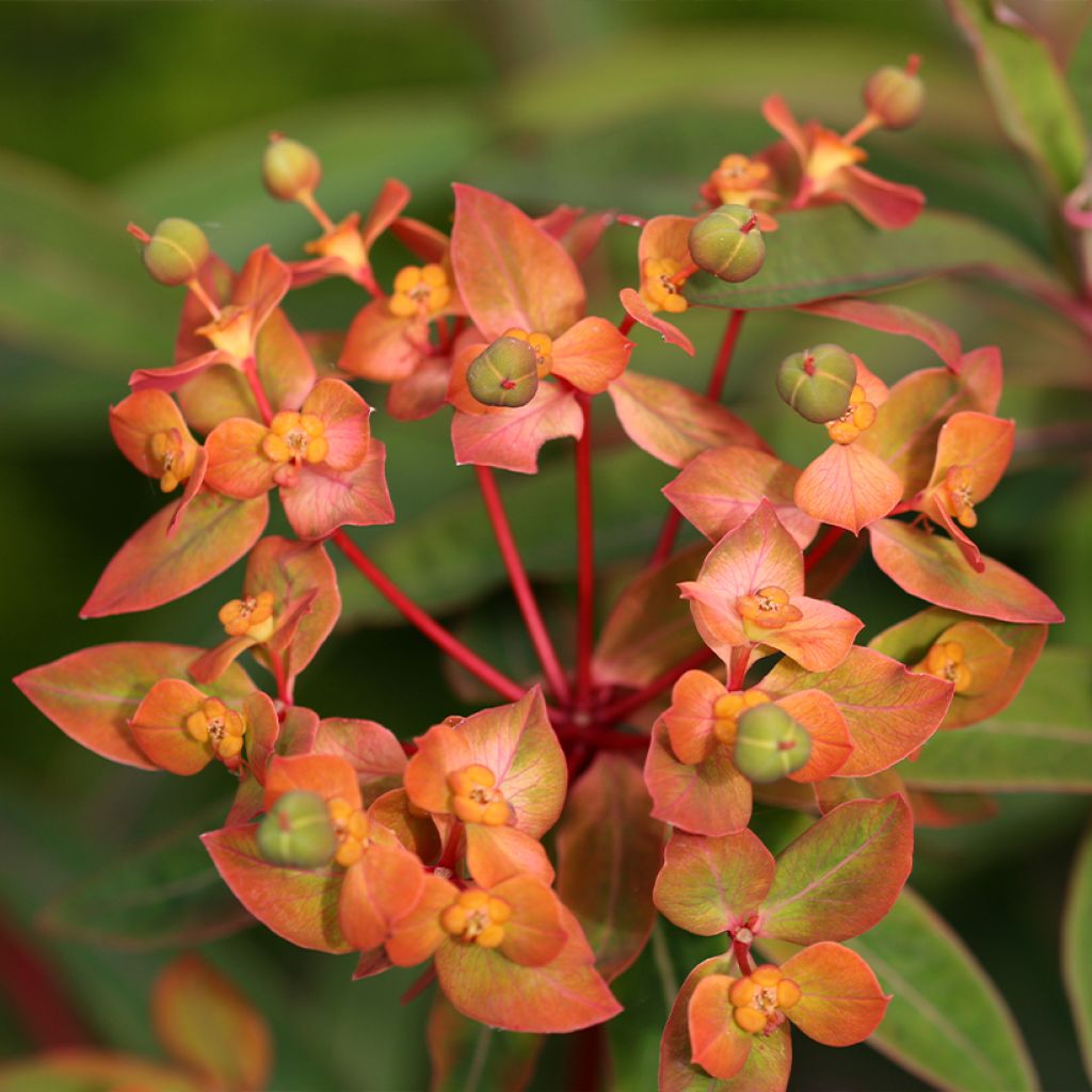 Euphorbia griffithii Dixter - Griffiths Wolfsmilch